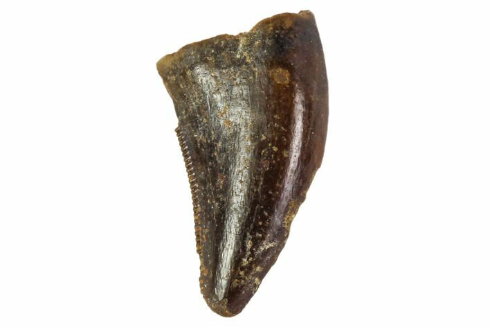 Small Theropod (Raptor) Tooth - Montana #108101